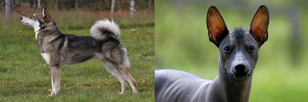 Mexican Hairless vs East Siberian Laika - Breed Comparison