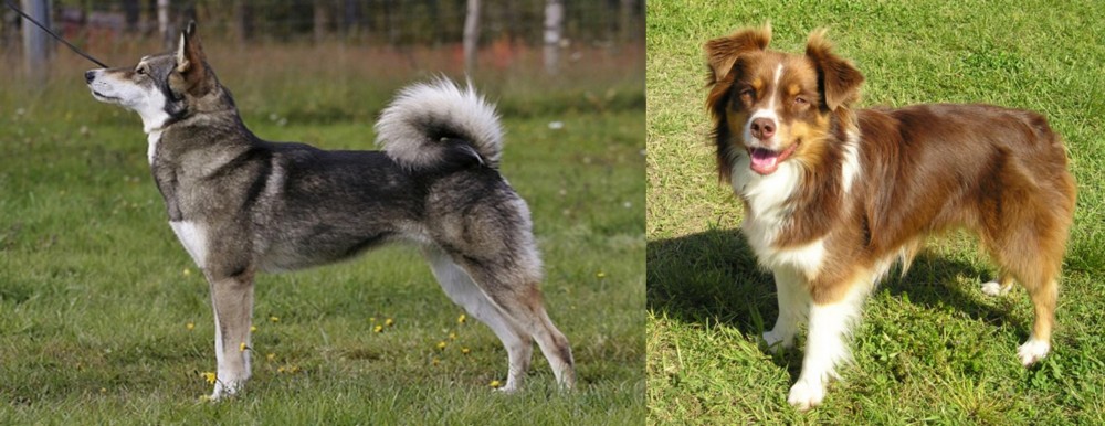 Miniature Australian Shepherd vs East Siberian Laika - Breed Comparison