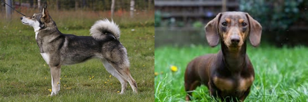 Miniature Dachshund vs East Siberian Laika - Breed Comparison
