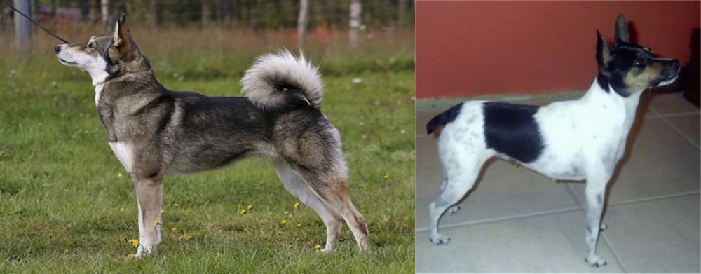 Miniature Fox Terrier vs East Siberian Laika - Breed Comparison