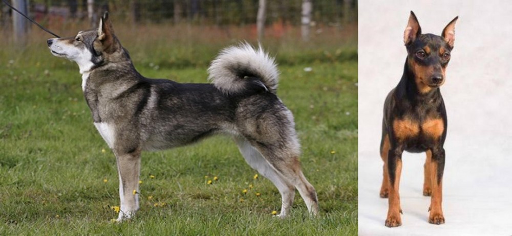 Miniature Pinscher vs East Siberian Laika - Breed Comparison