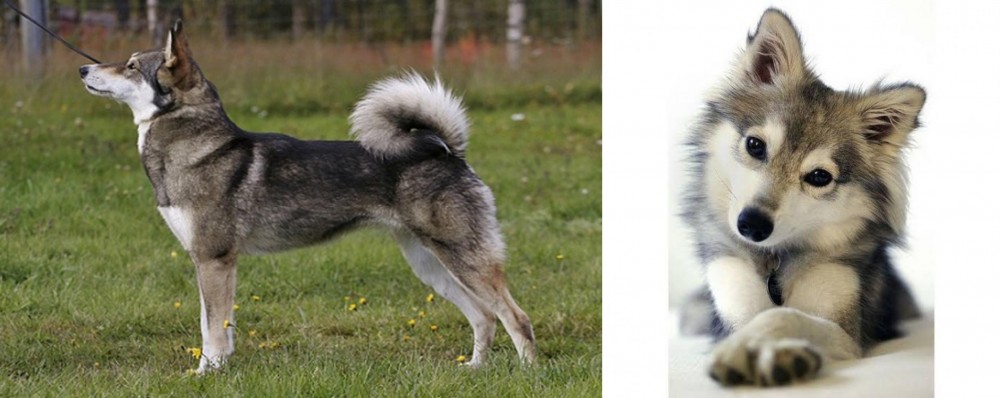 Miniature Siberian Husky vs East Siberian Laika - Breed Comparison