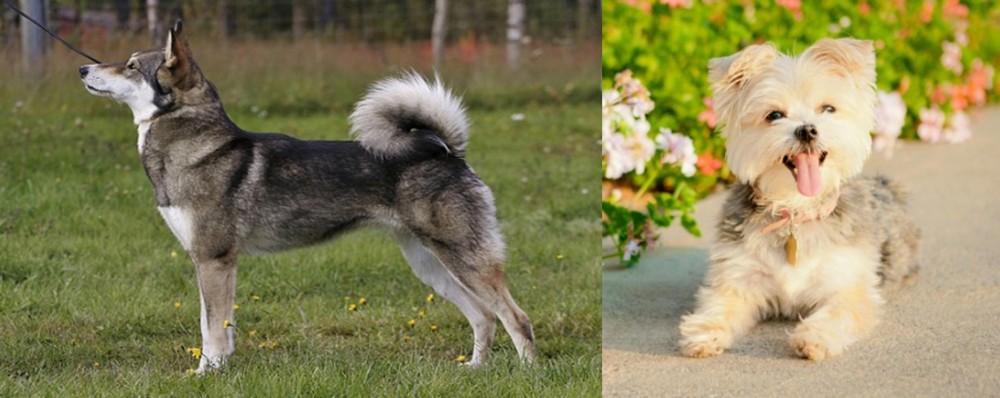 Morkie vs East Siberian Laika - Breed Comparison
