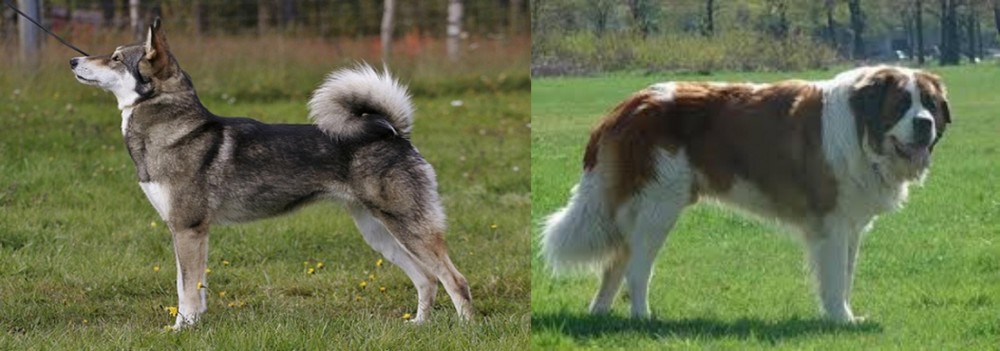 Moscow Watchdog vs East Siberian Laika - Breed Comparison