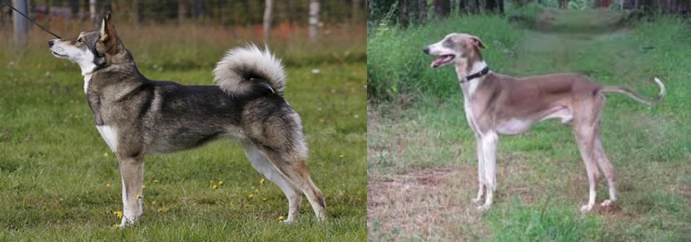 Mudhol Hound vs East Siberian Laika - Breed Comparison