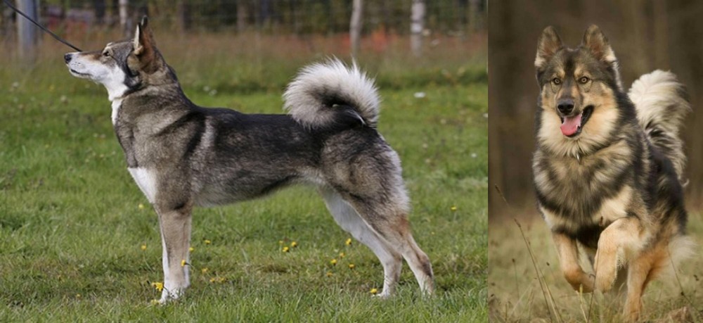 Native American Indian Dog vs East Siberian Laika - Breed Comparison