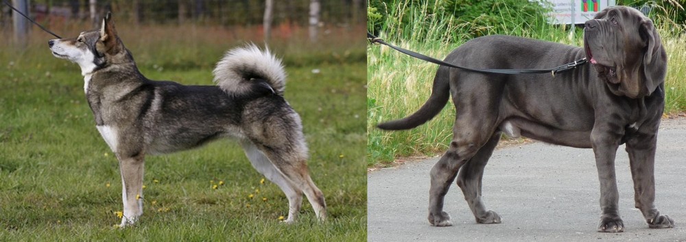 Neapolitan Mastiff vs East Siberian Laika - Breed Comparison