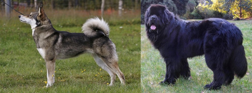 Newfoundland Dog vs East Siberian Laika - Breed Comparison