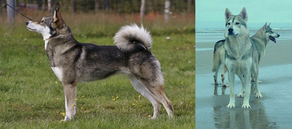 Northern Inuit Dog vs East Siberian Laika - Breed Comparison