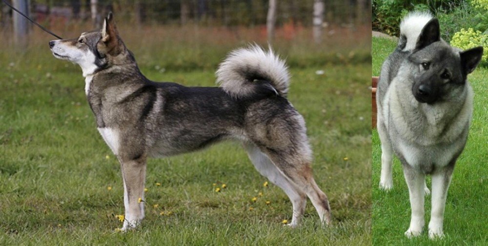 Norwegian Elkhound vs East Siberian Laika - Breed Comparison