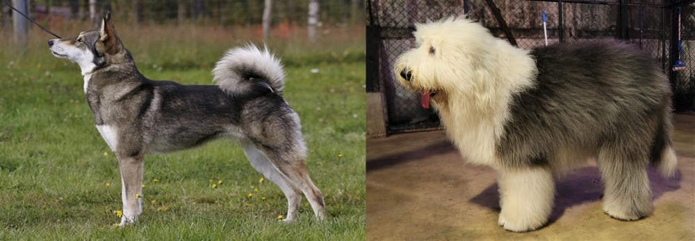 Old English Sheepdog vs East Siberian Laika - Breed Comparison