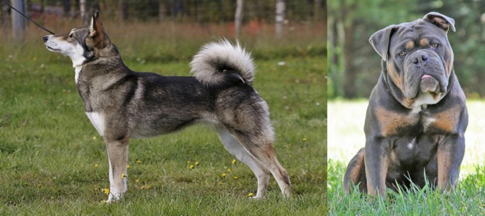 Olde English Bulldogge vs East Siberian Laika - Breed Comparison