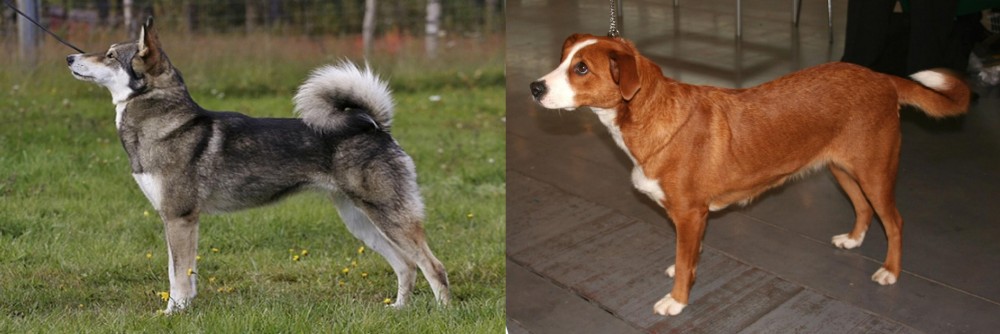 Osterreichischer Kurzhaariger Pinscher vs East Siberian Laika - Breed Comparison