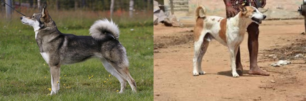Pandikona vs East Siberian Laika - Breed Comparison