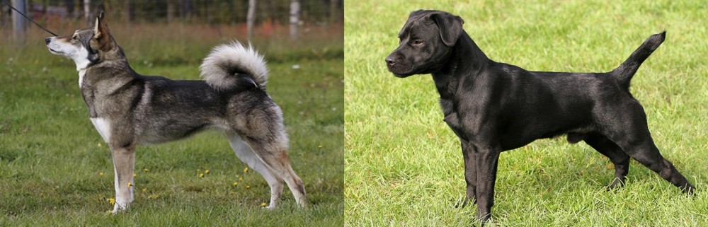 Patterdale Terrier vs East Siberian Laika - Breed Comparison