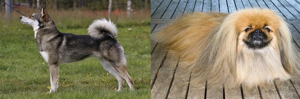 Pekingese vs East Siberian Laika - Breed Comparison