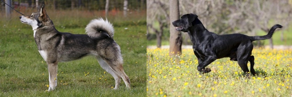 Perro de Pastor Mallorquin vs East Siberian Laika - Breed Comparison