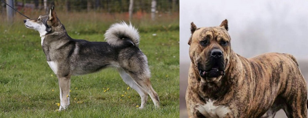 Perro de Presa Canario vs East Siberian Laika - Breed Comparison