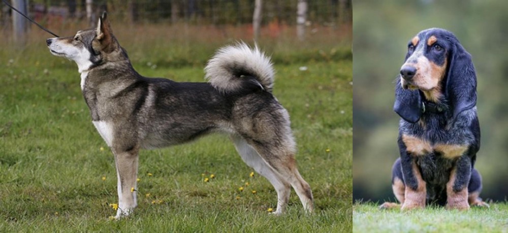 Petit Bleu de Gascogne vs East Siberian Laika - Breed Comparison