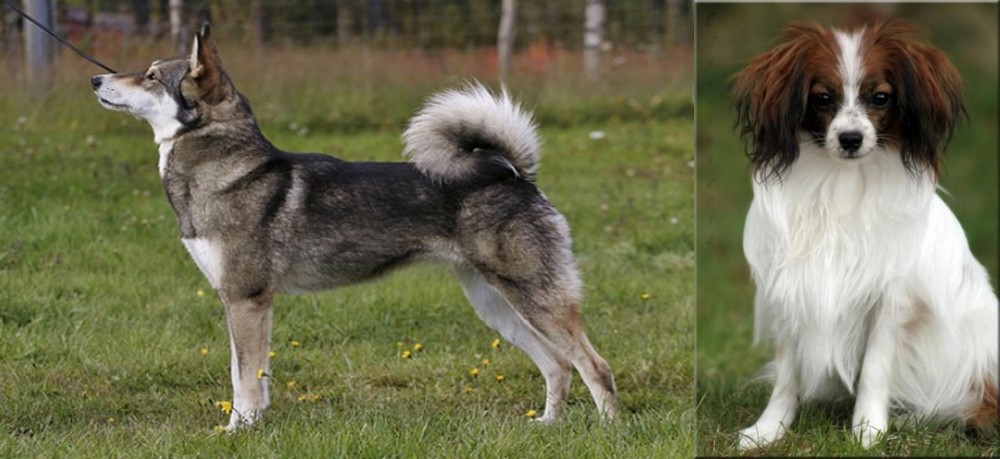 Phalene vs East Siberian Laika - Breed Comparison