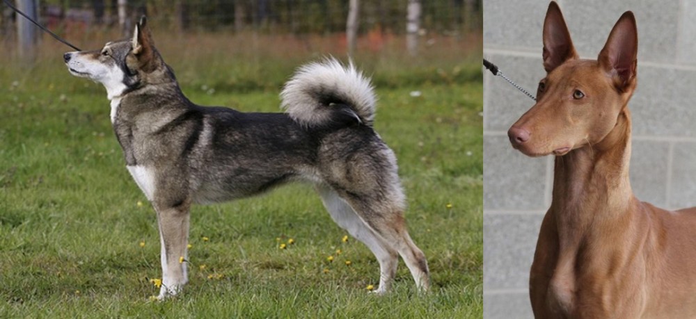 Pharaoh Hound vs East Siberian Laika - Breed Comparison