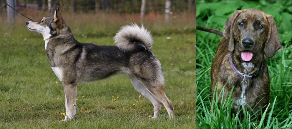 Plott Hound vs East Siberian Laika - Breed Comparison