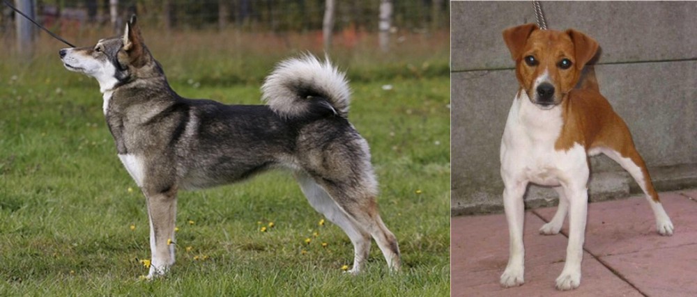 Plummer Terrier vs East Siberian Laika - Breed Comparison