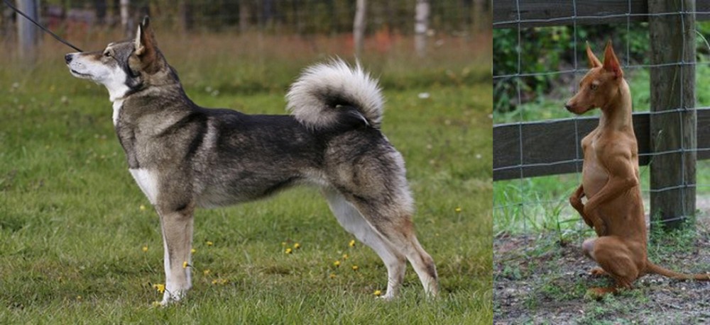Podenco Andaluz vs East Siberian Laika - Breed Comparison
