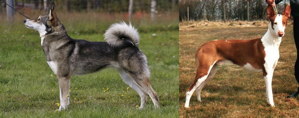 Podenco Canario vs East Siberian Laika - Breed Comparison