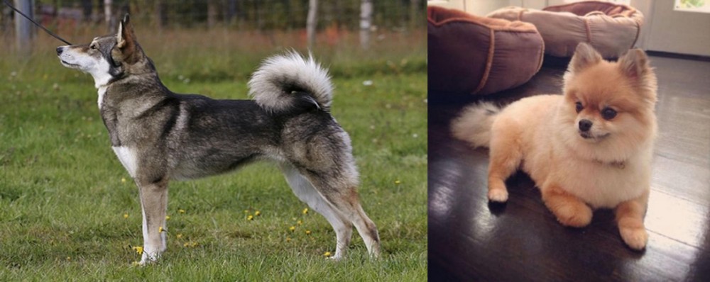 Pomeranian vs East Siberian Laika - Breed Comparison