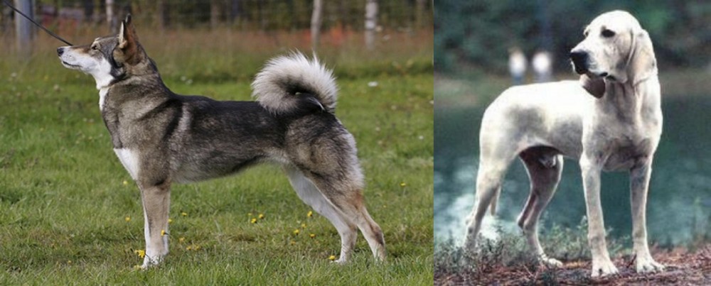 Porcelaine vs East Siberian Laika - Breed Comparison