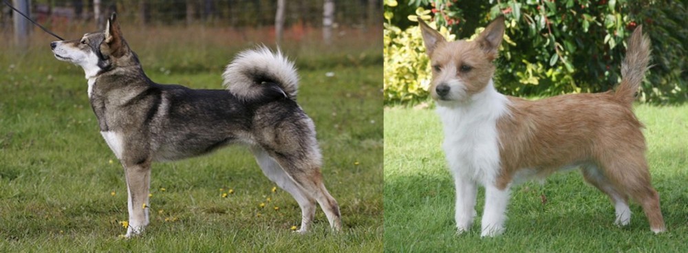 Portuguese Podengo vs East Siberian Laika - Breed Comparison