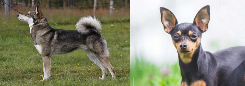 Prazsky Krysarik vs East Siberian Laika - Breed Comparison