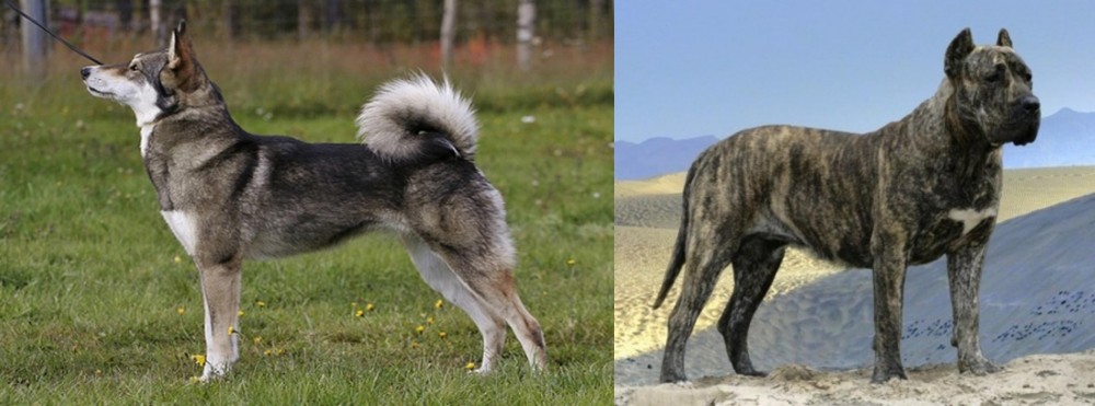 Presa Canario vs East Siberian Laika - Breed Comparison