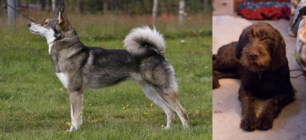 Pudelpointer vs East Siberian Laika - Breed Comparison