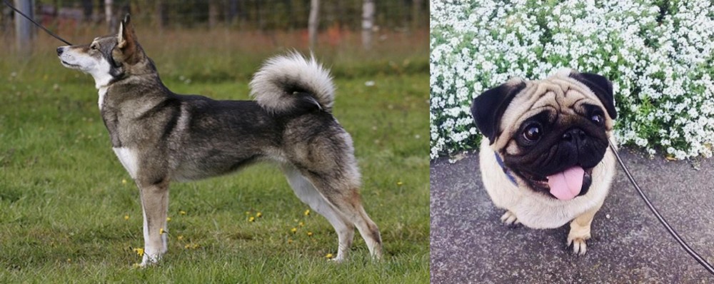 Pug vs East Siberian Laika - Breed Comparison
