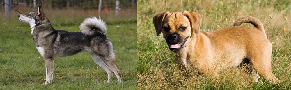 Puggle vs East Siberian Laika - Breed Comparison