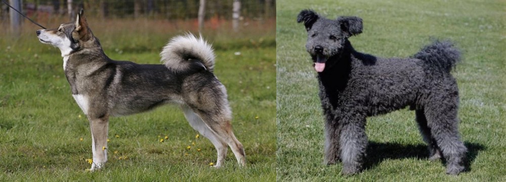 Pumi vs East Siberian Laika - Breed Comparison