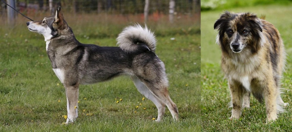 Pyrenean Shepherd vs East Siberian Laika - Breed Comparison