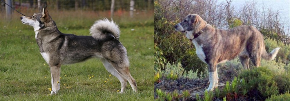 Rafeiro do Alentejo vs East Siberian Laika - Breed Comparison