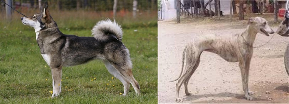 Rampur Greyhound vs East Siberian Laika - Breed Comparison