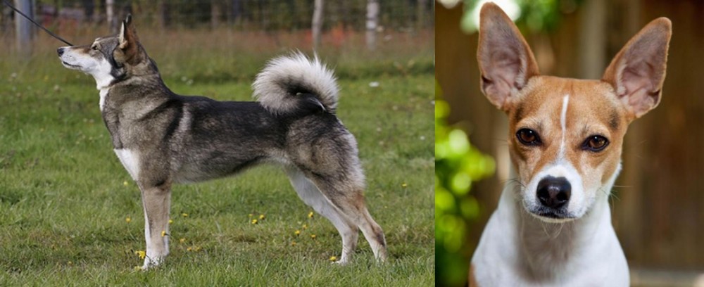 Rat Terrier vs East Siberian Laika - Breed Comparison