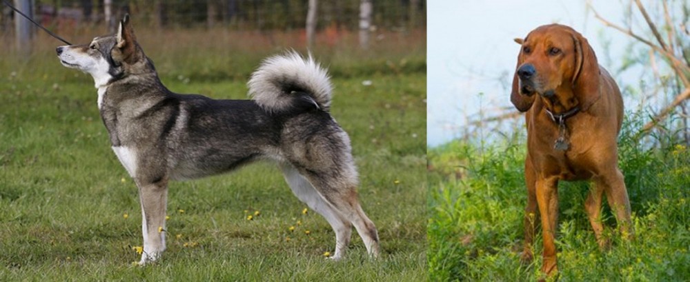 Redbone Coonhound vs East Siberian Laika - Breed Comparison