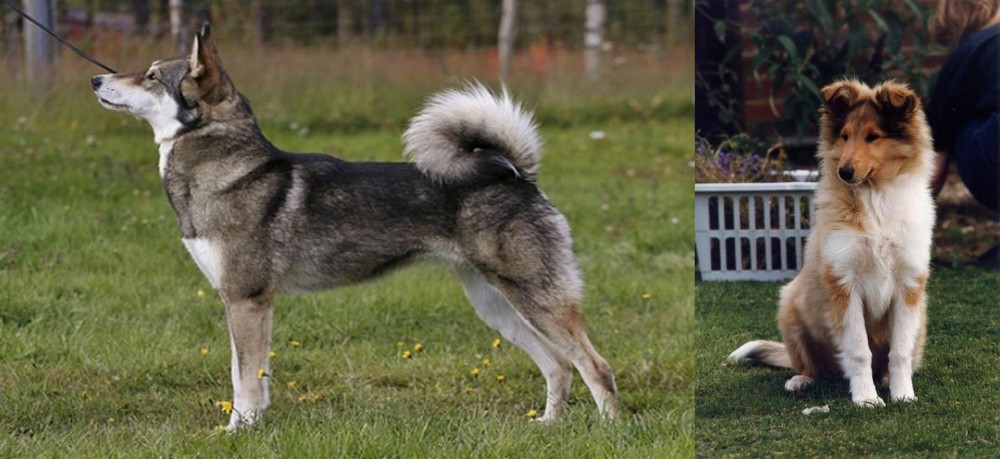 Rough Collie vs East Siberian Laika - Breed Comparison