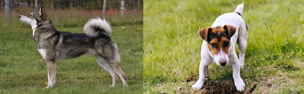 Russell Terrier vs East Siberian Laika - Breed Comparison