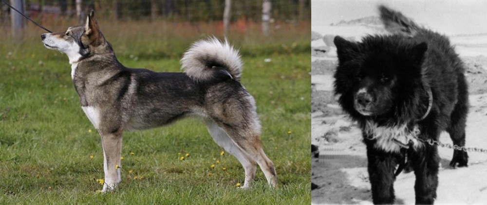Sakhalin Husky vs East Siberian Laika - Breed Comparison
