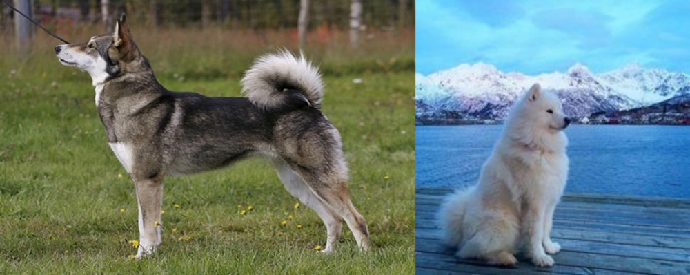 Samoyed vs East Siberian Laika - Breed Comparison