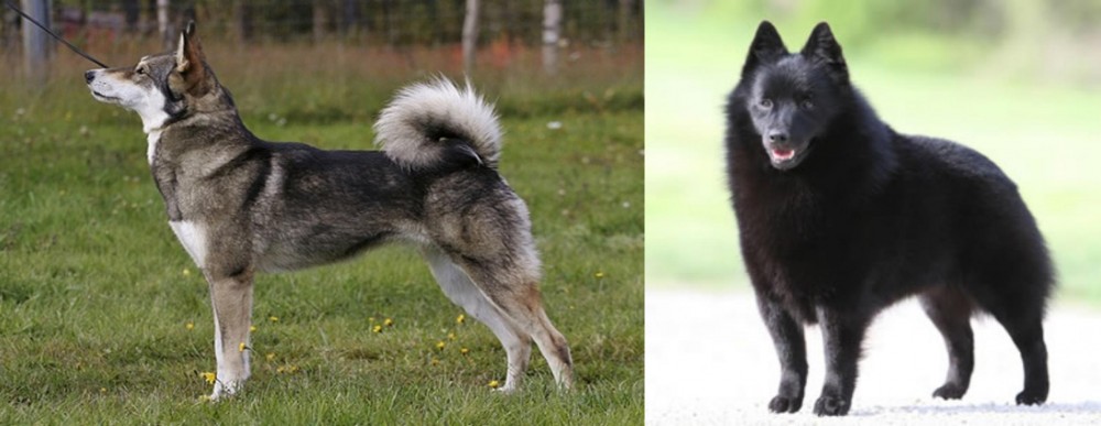 Schipperke vs East Siberian Laika - Breed Comparison
