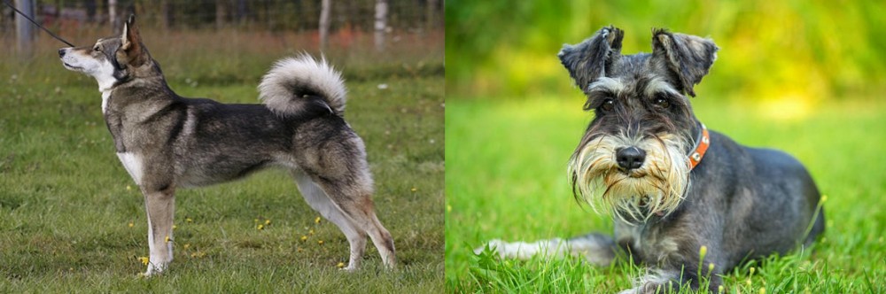 Schnauzer vs East Siberian Laika - Breed Comparison