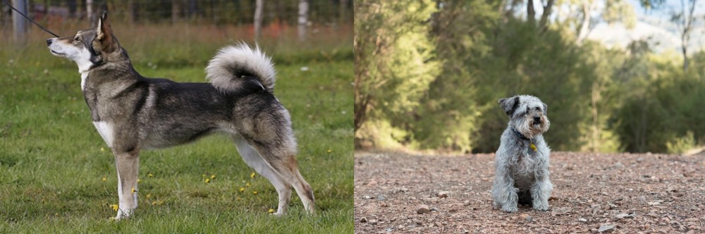 Schnoodle vs East Siberian Laika - Breed Comparison